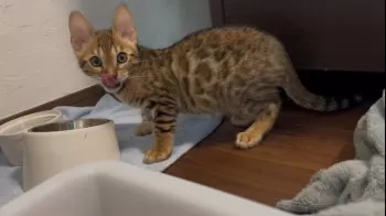 みつお 様のお迎えした子猫