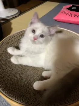 あやたか 様のお迎えした子猫