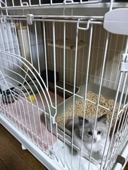 C.S 様のお迎えした子猫