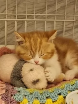 由香 様のお迎えした子猫