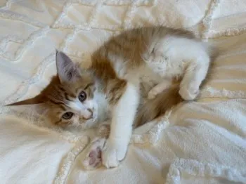 のんのん 様のお迎えした子猫