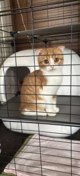 K.Ｉ 様のお迎えした子猫