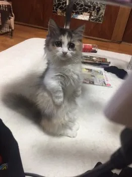 酒田の釣り好き 様のお迎えした子猫