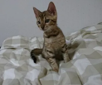 藤井 様のお迎えした子猫