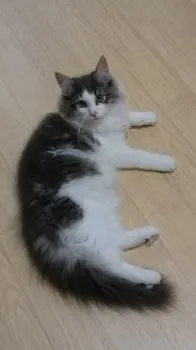 fumiko 様のお迎えした子猫