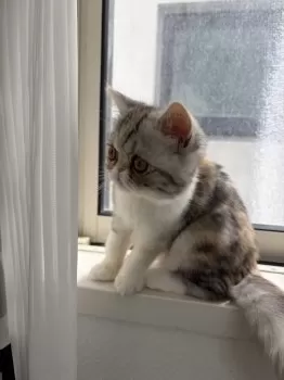 A.U 様のお迎えした子猫