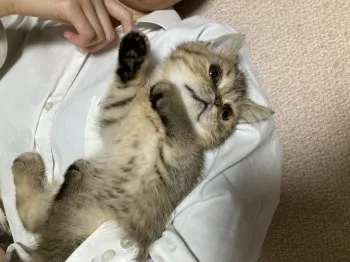 まみ 様のお迎えした子猫