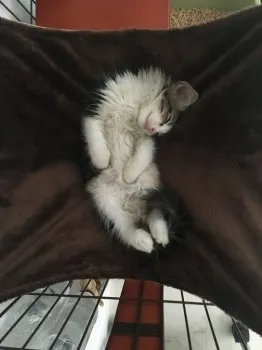 n 様のお迎えした子猫