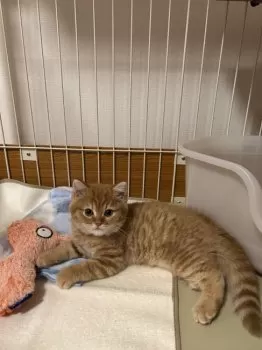 Y.U 様のお迎えした子猫