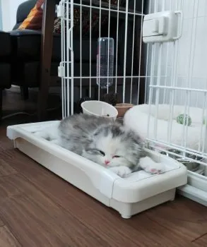 デコ 様のお迎えした子猫