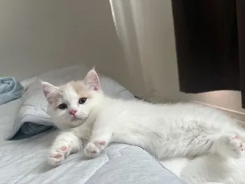 たこわさ 様のお迎えした子猫