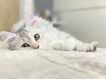 さく 様のお迎えした子猫