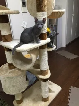 セシズ 様のお迎えした子猫