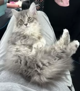 ナナ 様のお迎えした子猫