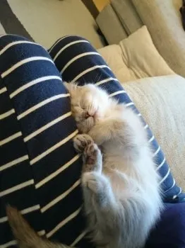 りる母 様のお迎えした子猫