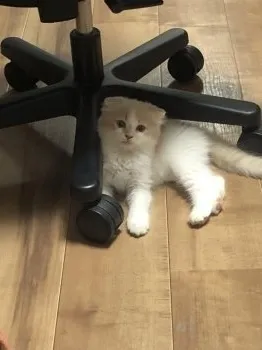 R.T 様のお迎えした子猫