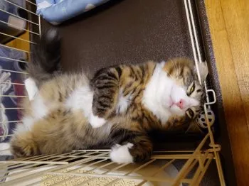 Y.H 様のお迎えした子猫