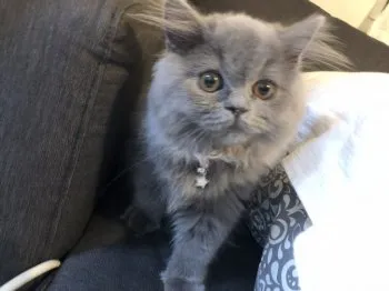 クリスタル 様のお迎えした子猫