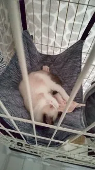 O.A 様のお迎えした子猫