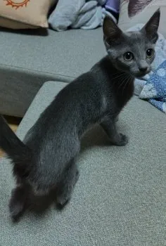 s.w 様のお迎えした子猫