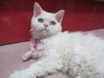 まあ 様のお迎えした子猫