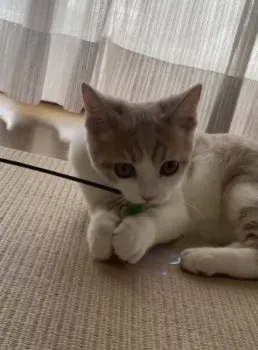 M.Y 様のお迎えした子猫