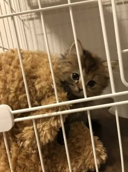 ERI 様のお迎えした子猫
