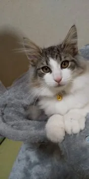 Y.A 様のお迎えした子猫