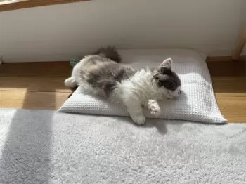 y.s 様のお迎えした子猫