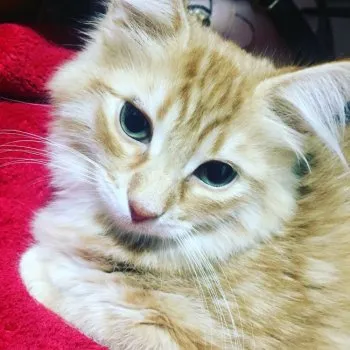 noa&ran 様のお迎えした子猫