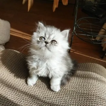 Chez Milo 様のお迎えした子猫