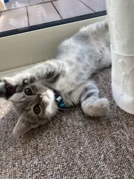 うのん 様のお迎えした子猫