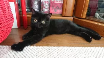 たけまる 様のお迎えした子猫