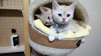 けいとゆず 様のお迎えした子猫