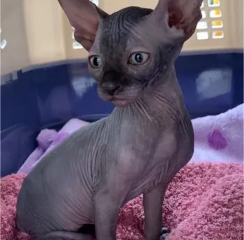 ルークと竹千代のママ 様のお迎えした子猫