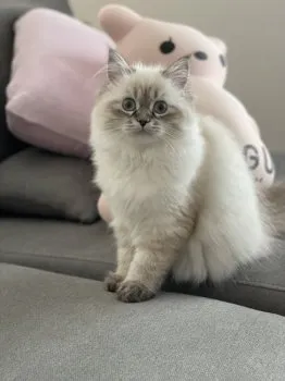 K.Y 様のお迎えした子猫