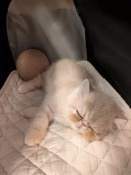 秋 様のお迎えした子猫