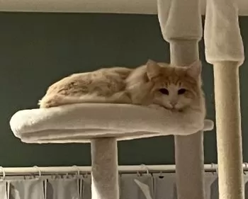 A.I 様のお迎えした子猫