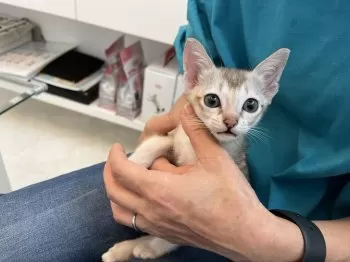 ヒデオ 様のお迎えした子猫