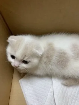 青谷千鶴子 様のお迎えした子猫