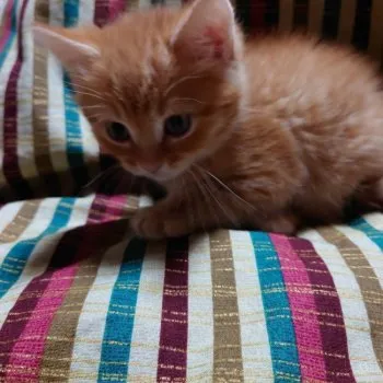 ひまわり 様のお迎えした子猫