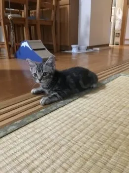 ごりさん 様のお迎えした子猫