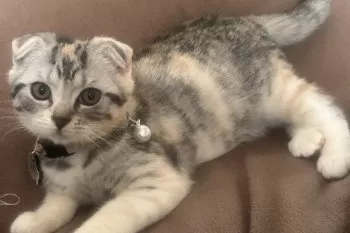 ハシモト 様のお迎えした子猫