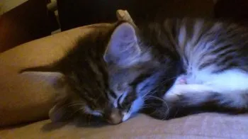 TDK0704 様のお迎えした子猫