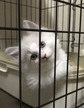 そら 様のお迎えした子猫