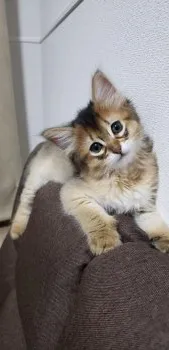 ヒロシ 様のお迎えした子猫