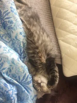 A.T 様のお迎えした子猫