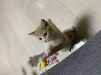 ハマ 様のお迎えした子猫