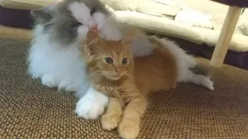 Rina 様のお迎えした子猫