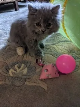 トムトム 様のお迎えした子猫